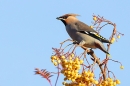 Waxwing on rowan tree 4. Nov. '23.