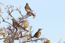 Fieldfares on rowan tree 2. Nov. '23.