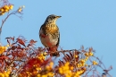 Fieldfare on rowan tree 5. Nov. '23.