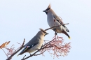 Waxwings on rowan tree 2. Nov. '23.