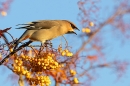 Waxwing swallowing rowan berry 2. Nov. '23.