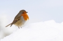 Robin in snow 3. Dec. '23.