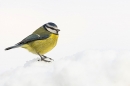 Blue tit on snow. Dec. '23.