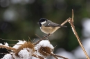 Coal tit on stem in snow. Dec. '23.