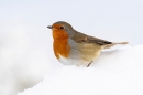 Robin in snow 2. Dec. '23.