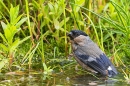 Female Bullfinch bathing. June. '25.