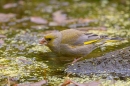 Male Greenfinch drinking. June. '25.