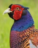 Cock Pheasant portrait v2. June.'25.