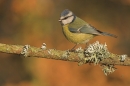 Blue Tit and lichen.