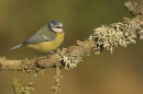 Blue Tit on larch branch.