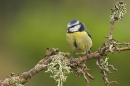 Blue Tit on twig.