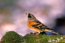 Brambling,m.