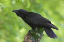 Carrion Crow.