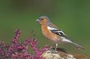 Chaffinch,m on heather rock.