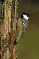 Coal Tit on nail post.