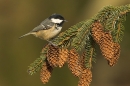 Coal Tit on spruce cones.