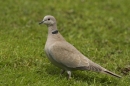 Collared Dove.