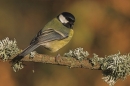 Great Tit.