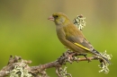 Greenfinch,m on twig.