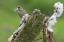 Greenfinch,f with nest material.