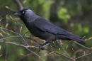 Jackdaw.