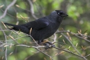 Jackdaw and beech buds.