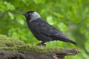 Jackdaw on mossy stump.