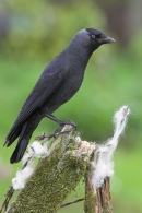 Jackdaw on old fence.