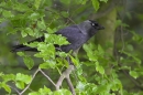 Jackdaw on spring beech.