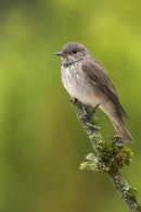Spotted Flycatcher.