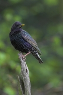 Starling.