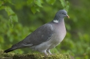 Woodpigeon.