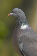 Woodpigeon,close up.