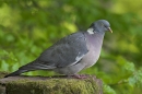 Woodpigeon on mossy rock.