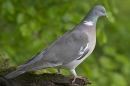 Woodpigeon on stump.