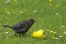 Young Blackbird,making room.