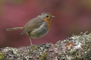 Why don't I fall flat on my beak?