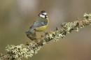 Blue Tit on a branch.