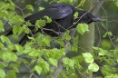 Carrion Crow on spring beech.