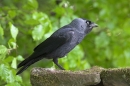 Jackdaw with full crop.