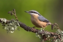 Nuthatch.