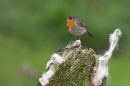 Robin on fence post.