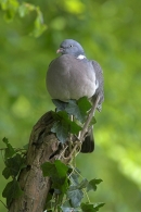 Woodpigeon on ivy stump.