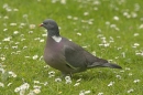 Woodpigeon on lawn.