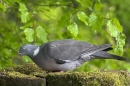Woodpigeon on mossy rocks.