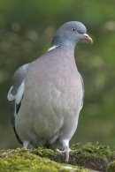 Woodpigeon on mossy wall.