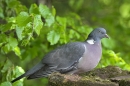 Woodpigeon sat on mossy rocks.