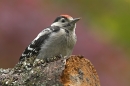 Young G.S.Woodpecker.