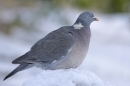 Woodpigeon on snow.