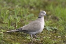 Collared Dove.01/05/'10.